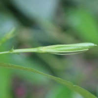 Ruellia tuberosa L.